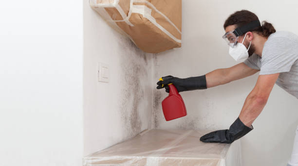 Basement Mold Remediation treatment on basement walls in Palatine