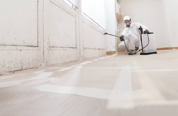 Black mold remediation team in Palatine